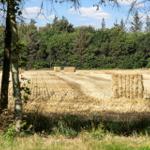 Ein Feld mit Heuhaufen, umgeben von Bäumen und Wald. 