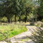 Ein gravelweg führt durch einen bewaldeten Bereich mit hohem Gras und Bäumen.