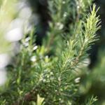 Close-up of rosemary branches with sunlight in the background.