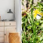 Desk with basket and lamp. Butterfly on dandelion in garden.