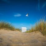 Weißer Strandkorb zwischen Dünen und Strand, darüber fliegt eine Möwe.