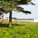 Grünes Gelände mit Bäumen, Blick auf Wasser und Strandbereich mit Bootshäuschen.