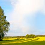 Weitläufiges Feld mit gelben Blumen und Bäumen unter blauem Himmel.