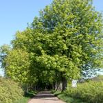Ein Weg unter hohen Bäumen mit grünem Laub und einem Verkehrszeichen.