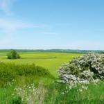 Weitläufige Landschaft mit grünen Wiesen und gelben Feldern unter blauem Himmel.