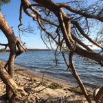Strand mit Bäumen und ruhigem Wasser im Hintergrund.
