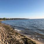 Strand mit Sand und Algen, ruhiges Wasser und Wald im Hintergrund.