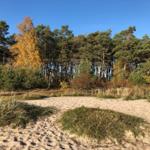Sandweg führt durch Grasland zu einem Wald mit Bäumen.