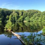 Ein ruhiger See mit grüner Vegetation und einem umliegenden Wald.