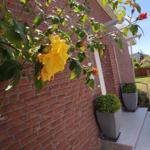 Rotes Backsteinhaus mit gelben Rosen und gepflegtem Garten. Eingangstreppe mit Pflanzkübeln.