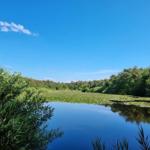 Ein ruhiger See mit Seerosen und grüner Vegetation unter blauem Himmel.