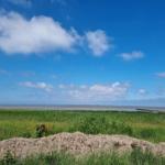 Weitläufiges Grasland mit Blick auf einen Fluss unter blauem Himmel mit weißen Wolken.