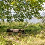 Holzbank unter Bäumen am Seeufer