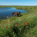 Horses graze near a calm lake with red poppies in the foreground.