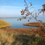Ruhige Seenansicht mit roten Beeren an Sträuchern im Vordergrund.