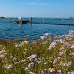 Lakeside with wooden pier and purple flowers in foreground under clear blue sky.