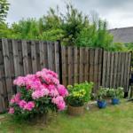 Hinterhof mit Holzzaun, rosa Rhododendron und Pflanzen in Töpfen.