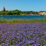 Vor dem See blüht ein Feld lila Blumen. Im Hintergrund steht eine Kirche.