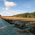 Frost-covered path through field and forest under blue sky with white clouds.