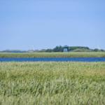 Green reed grass by water with wind turbines in the distance.