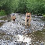 Hunde herzlich willkommen!!