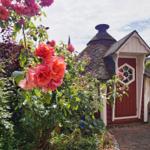 Ein kleines rotes Holzhaus mit Dach und Fenster im Garten. Rote Rosenblüten im Vordergrund.