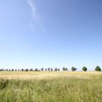 Weite Wiese mit Gräsern und Bäumen unter blauem Himmel.