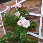 Rosenkletterpflanze mit weißen und rosa Blüten an weißem Gitter vor Backsteinmauer