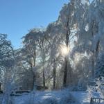 Blick auf den Winterwald