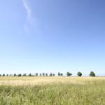 Weites Feld unter blauem Himmel mit Bäumen am Horizont.