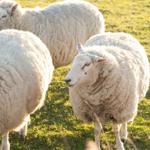 Three sheep graze on a green field in sunlight.