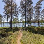 Waldweg führt zum See. Hohe Tannen und grünes Unterholz.