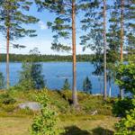 Lakeside view with tall pines and green vegetation in the foreground.