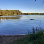 Ein Mensch schwimmt in einem ruhigen See mit Wald am Ufer.