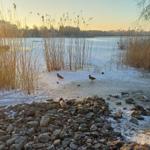 Schneebedeckter See mit Enten und Schilf im Winterlicht.