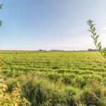 Weitläufiges Feld mit grüner Vegetation unter klarem Himmel, umrahmt von Pflanzen im Vordergrund.