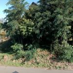 Green slope with trees and shrubs beside a road with drain and manhole cover.