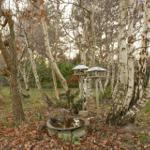 Birch and hawthorn trees surround a stone-edged pond with two wooden lantern posts.