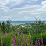 Panoramablick auf grüne Hügel und Wiesen unter einem bewölkten Himmel mit lila Blumen im Vordergrund.