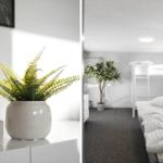 Bedroom with bunk bed and houseplant. Shelf with plant and mugs.