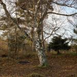A large tree with two hanging ropes in the woods. One is a black net, the other a red ring.