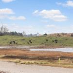 Green meadows with horses, water area, and wind turbine under blue sky.