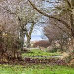 Path through trees to the sea with grass and stones