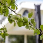 Green apples hang on a tree in front of a house.