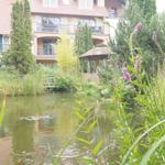 Koikarpfen und Goldfische in der Lagune