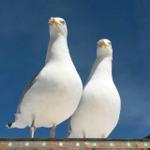 Zwei Möwen stehen auf einer Leiste vor blauem Himmel.