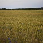 Feld hinter dem Haus