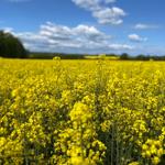 Ein Feld mit gelben Blumen unter blauem Himmel mit weißen Wolken.