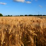 Ein Feld mit goldener Weizenähren unter blauem Himmel mit vereinzelten Wolken.