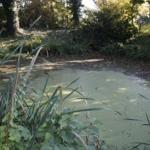 A pond with algae and tall grass in the garden, surrounded by trees and shrubs.